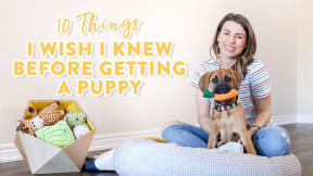 10 Things I Wish I Knew Before Getting a Puppy