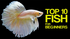 Top 10 Aquarium Fish for Beginners