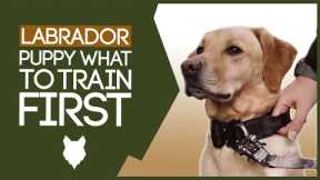 LABRADOR PUPPY TRAINING! What To Train Your Labrador Puppy First!?