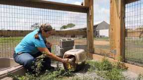 Training for Exotic Pets