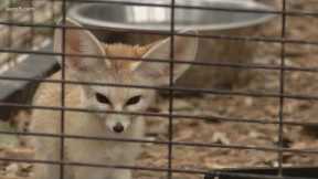Former exotic pets find new home in Bandera County | Texas Outdoors