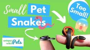 21+ Small Pet Snakes That FOREVER Stay Small For You To Keep As Pets - UniquePetsWiki.com