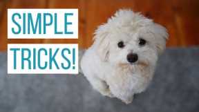 HOW WE TAUGHT OUR MALTIPOO BASIC TRICKS | How to Train Your Dog Sit, Down, Up, Stand, & Roll Over!