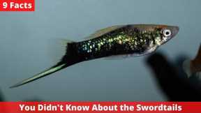 9 Facts You Didn't Know About the Swordtails