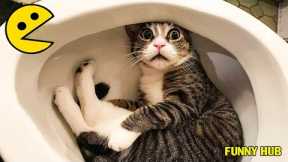 Funny Cat Videos 2022 😂 - Best Funniest Animal Videos ! Funny Hub #funnycats #funnycat