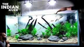 The Indian River Aquarium: EPIC 4ft Aquascape Tutorial w/ Torpedo Barbs