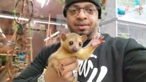 My First Time At NJ Exotic Pets I'm In Love With This Kinkajou