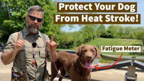 Protect Your Dog From Heat Stroke | Pro Dog Training Tips From Uncle Stonnie