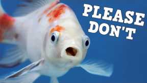 10 Things Fish Keepers Should NEVER DO