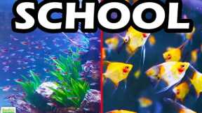TOP 5 SCHOOLING AQUARIUM FISH: The Best Schooling Fish