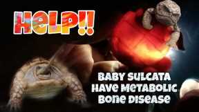 What to do? Baby sulcata have Metabolic Bone Disease, Assist feeding!