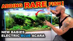 Adding Fish To Rare Fish Aquarium & Electric Blue Acara Babies in Amazon River!!
