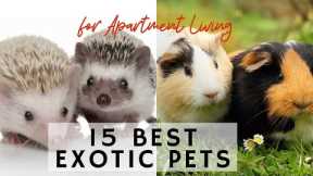15 Best Exotic Pets for Apartment Living - Learning video