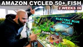 4ft AMAZON AQUARIUM CYCLED With 50+ FISH (how to do it)