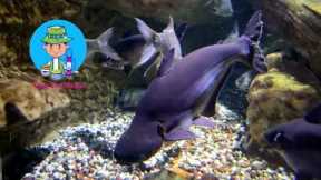 Top 19 Freshwater Aquarium Sharks Specie- For Fish Keepers