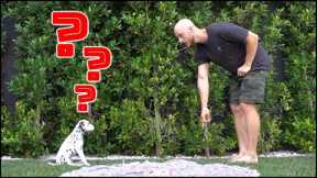 TEACH YOUR PUPPY 3 TRICKS IN 3 DAYS | 8 week old Dalmatian puppy