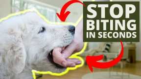 How To Stop Puppy Biting In Seconds