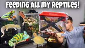 FEEDING ALL My EXOTIC REPTILES In ONE VIDEO!!