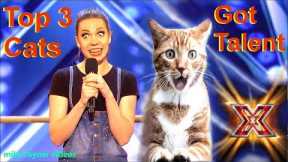 Savitsky Cats Got Talent Auditions! Amazing Cat Talent! Best Top 3 Funny Cute Animals! AGT 2018
