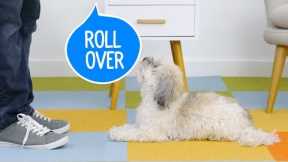 How to Teach Your Dog to Roll Over | Chewy