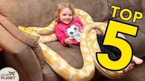 THESE ARE THE MOST BEAUTIFUL BEGINNER PET SNAKES | Animal Countdown