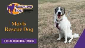 Mavis the Rescue Dog - 3 Weeks Residential Dog Training