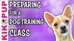 Preparing for a DOG TRAINING CLASS - professional dog training