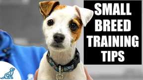 5 IMPORTANT Tips For Small Breed Puppy Training!
