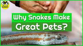 Why Snakes make Great Pets
