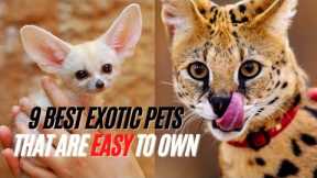 Exotic Pets That Are Legal and Easy to Care For - Best Exotic Pets That Are Easy to Own
