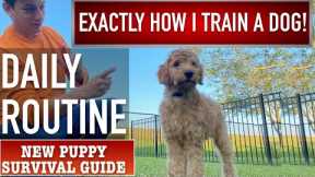 This is EXACTLY How I Train a Dog! Daily Puppy Training Routine! NEW PUPPY SURVIVAL GUIDE  (Ep 13)