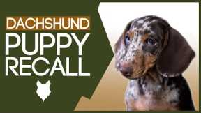 DACHSHUND RECALL TRAINING! How To Train Your Dachshund Puppy Perfect Recall!