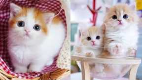 Baby Cats - Cute and Funny Cat Videos Compilation || CUTE CAT ANIMALS