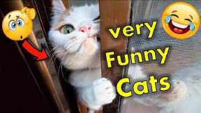 Funny Animal video 2022 🤣 - Funny Cats and Dogs Videos 😺😍 #3 || funny animals #cats  #animals  #dog