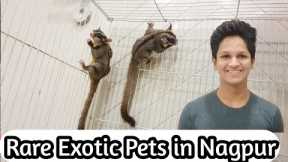 Exotic Pets In Nagpur | Krish Exotic | Nagpur Pets।
