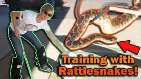 Professionally Training with Venomous Reptiles!