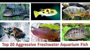 Top 20 Aggressive Freshwater Aquarium Fish