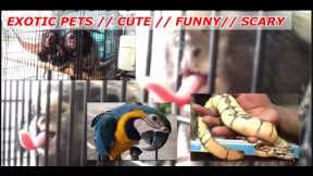 exotic pets // cute // funny // scary