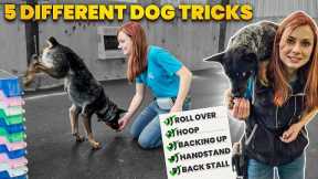 Five Awesome Dog Tricks to Impress Your Friends!