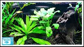 Beginners Guide to Aquatic Plants: How to Keep Plants in Your Fish Tank