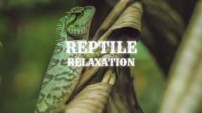 Relaxation Music With Animals 🦎 Reptiles 🦎 for Meditation, Relaxation, Stress Relief, and Sleep