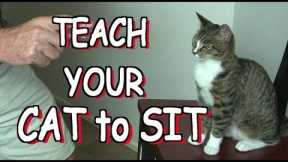 How to teach your cat to SIT