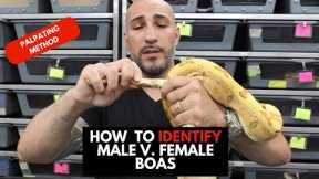 WHAT IN THE HEMIPENES!? How to identify male and female boas by palpating.
