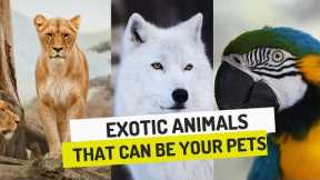 Top 5 Exotic Pet Animals That You Can Own