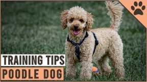 How To Train A Poodle | Dog World