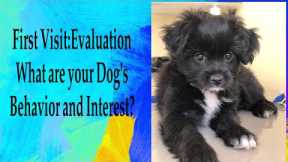 Dog Training: First Visit for Evaluation and Observation || Whats the Interest and behaviors of pet