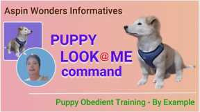 TEACH YOUR PUPPY LOOK AT ME COMMAND - BY EXAMPLE