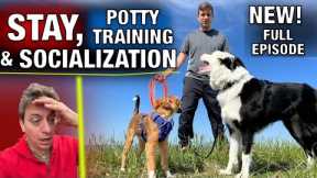 The MOST IMPORTANT Thing I Train ANY DOG, and It’s EASY!