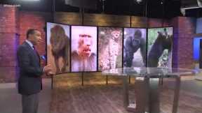 Popular exotic pets in Texas