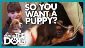 A Beginners Guide to Puppy Training (And Picking the Right Dog for You!) | It's Me or the Dog